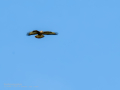 Aguila ratonera - Buteo buteo - Busardo ratonero
