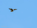 Aguila ratonera - Buteo buteo - Busardo ratonero