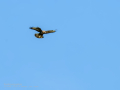 Aguila ratonera - Buteo buteo - Busardo ratonero