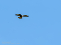 Aguila ratonera - Buteo buteo - Busardo ratonero