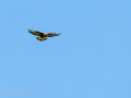 Aguila ratonera - Buteo buteo - Busardo ratonero