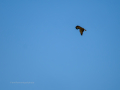 Águila real - Aquila chrysaetos - Àguila daurada