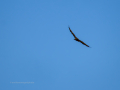 Águila real - Aquila chrysaetos - Àguila daurada