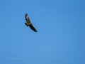 Águila real - Aquila chrysaetos - Àguila daurada