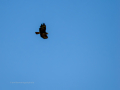 Águila real - Aquila chrysaetos - Àguila daurada