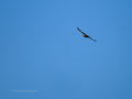 Águila real - Aquila chrysaetos - Àguila daurada