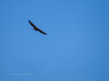 Águila real - Aquila chrysaetos - Àguila daurada