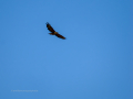 Águila real - Aquila chrysaetos - Àguila daurada