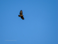 Águila real - Aquila chrysaetos - Àguila daurada