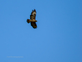 Águila real - Aquila chrysaetos - Àguila daurada