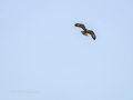 Aguila ratonera - Buteo buteo - Busardo ratonero