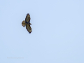 Aguila ratonera - Buteo buteo - Busardo ratonero