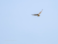 Aguila ratonera - Buteo buteo - Busardo ratonero