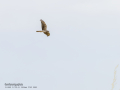 Aguilucho cenizo - Circus pygargus - Arpella cendrosa