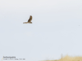 Aguilucho cenizo - Circus pygargus - Arpella cendrosa