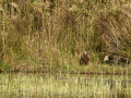 Aguilucho lagunero occidental - Circus aeruginosus - Arpella comun