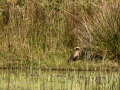 Aguilucho lagunero occidental - Circus aeruginosus - Arpella comun