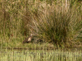 Aguilucho lagunero occidental - Circus aeruginosus - Arpella comun