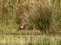 Aguilucho lagunero occidental - Circus aeruginosus - Arpella comun