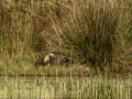 Aguilucho lagunero occidental - Circus aeruginosus - Arpella comun