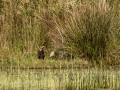 Aguilucho lagunero occidental - Circus aeruginosus - Arpella comun