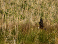 Aguilucho lagunero occidental - Circus aeruginosus - Arpella comun