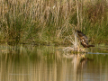 Aguilucho lagunero occidental - Circus aeruginosus - Arpella comun