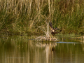 Aguilucho lagunero occidental - Circus aeruginosus - Arpella comun