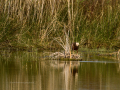 Aguilucho lagunero occidental - Circus aeruginosus - Arpella comun