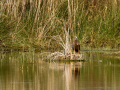 Aguilucho lagunero occidental - Circus aeruginosus - Arpella comun