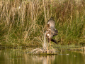 Aguilucho lagunero occidental - Circus aeruginosus - Arpella comun