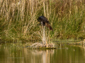 Aguilucho lagunero occidental - Circus aeruginosus - Arpella comun