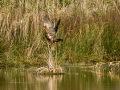 Aguilucho lagunero occidental - Circus aeruginosus - Arpella comun