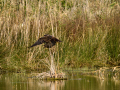 Aguilucho lagunero occidental - Circus aeruginosus - Arpella comun