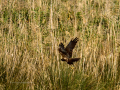 Aguilucho lagunero occidental - Circus aeruginosus - Arpella comun