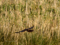 Aguilucho lagunero occidental - Circus aeruginosus - Arpella comun