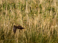 Aguilucho lagunero occidental - Circus aeruginosus - Arpella comun