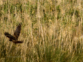 Aguilucho lagunero occidental - Circus aeruginosus - Arpella comun