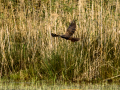 Aguilucho lagunero occidental - Circus aeruginosus - Arpella comun