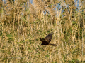 Aguilucho lagunero occidental - Circus aeruginosus - Arpella comun