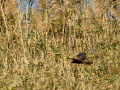 Aguilucho lagunero occidental - Circus aeruginosus - Arpella comun