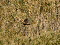 Aguilucho lagunero occidental - Circus aeruginosus - Arpella comun