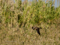 Aguilucho lagunero occidental - Circus aeruginosus - Arpella comun