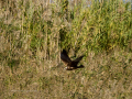 Aguilucho lagunero occidental - Circus aeruginosus - Arpella comun