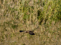 Aguilucho lagunero occidental - Circus aeruginosus - Arpella comun