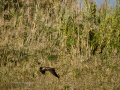 Aguilucho lagunero occidental - Circus aeruginosus - Arpella comun