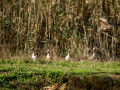 Aguilucho lagunero occidental - Circus aeruginosus - Arpella comun