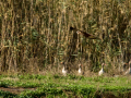 Aguilucho lagunero occidental - Circus aeruginosus - Arpella comun