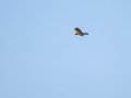 Aguilucho lagunero occidental - Circus aeruginosus - Arpella comun