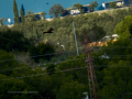 Aguilucho lagunero occidental - Circus aeruginosus - Arpella comuna